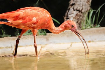 Ibis