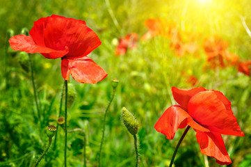 Fototapeta na wymiar field with poppies and sun