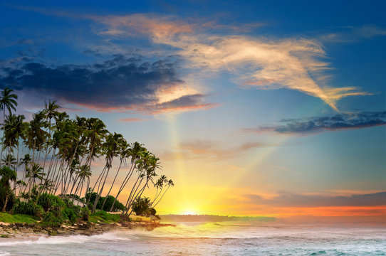 ocean, tropical palms and a beautiful sunset