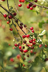 Red and sweet cherries on a branch just before harvest in early summer