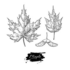 Vector maple leaves and seed drawing set. Autumn elements.