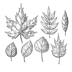 Fototapeta premium Vector autumn drawing leaves set. Isolated objects. Hand drawn d