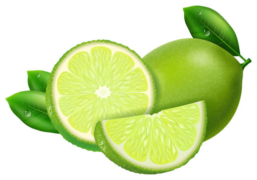 Lime, slices and whole. Vector illustration.