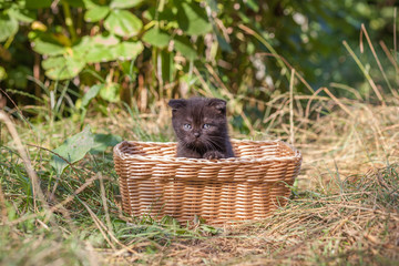 scottish fold young kitten seats