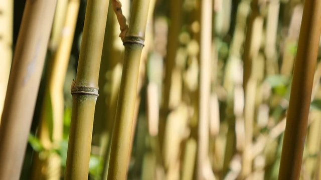 Slow motion nature and Poaceae family bamboo plant stalks on wind 1080p HD video - Bambusoideae forest with a lot of green plants slow-mo natural background 1920X1080 FullHD footage 