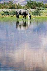 Fototapeta premium india horses