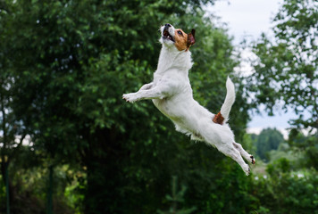Fototapeta na wymiar Dog agility: terrier jumping and flying high