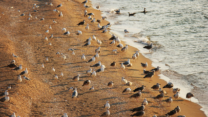 Fototapeta na wymiar Many seagulls resting on sandy seashore