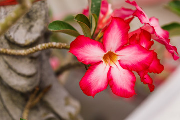 Fototapeta na wymiar red flower in ceramic vase thailand in temple Chiang Mai