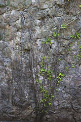 Plant creeper climbs a stone wall.