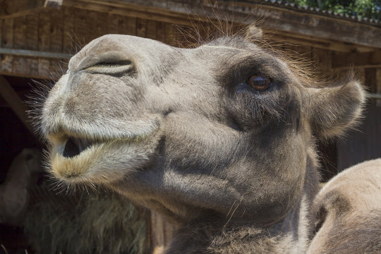 Closeup of the face of a Bactrian camel (Camelus bactrianus).