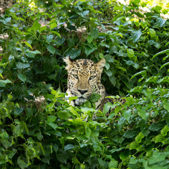 Leopard face