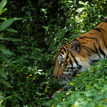 Tiger animal live