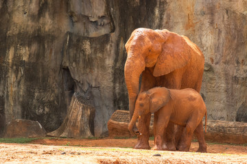 Fototapeta na wymiar Africa elephant