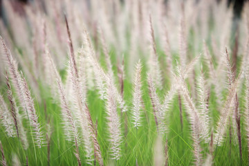 Fototapeta na wymiar reeds grass background.