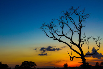 Fototapeta na wymiar Big dry tree silhouette sunset sky