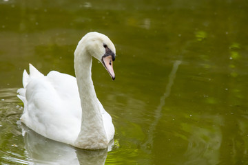 White swan floating on the river.