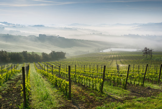 Vigneto tra le campagne italiane