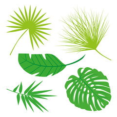 Tropical Leaves Collection on isolate vector. Beautiful Set. Vector illustration. Eps 10.