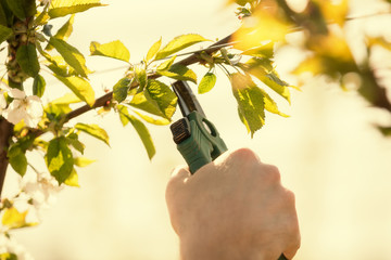 Pruning the branches for better crops.