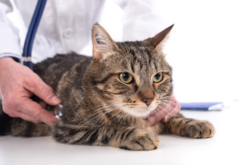 Veterinarian examining a cat
