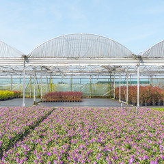 Obraz premium Nursery with greenhouses.