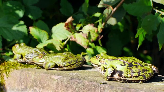 Sitzende Wasserfr&ouml;sche, Gr&uuml;nfr&ouml;sche,  Rana esculenta