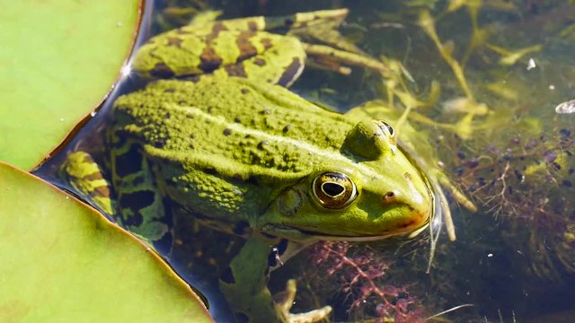 Wasserfrosch, Gr&uuml;nfrosch im Wasser, Rana esculenta