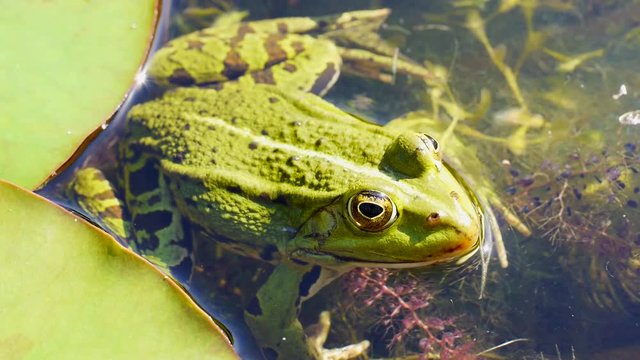 Wasserfrosch, Gr&uuml;nfrosch im Wasser, Rana esculenta