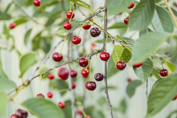 Obraz premium Cherries hanging on a cherry tree branch