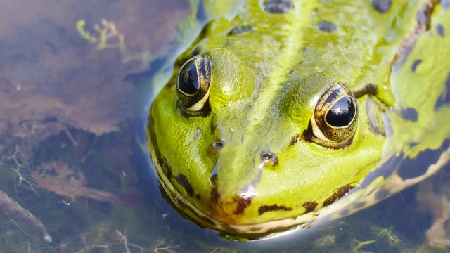 Wasserfrosch mit Jungfrosch, Gr&uuml;nfrosch,  Rana esculenta