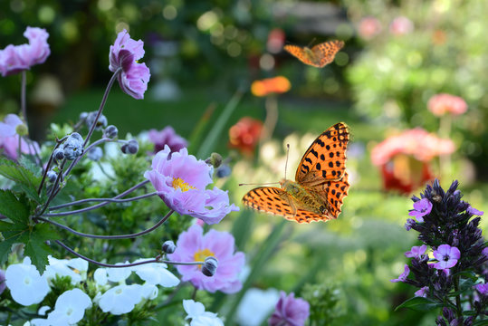 Blumen 731