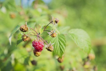 close-up view of the raspberry