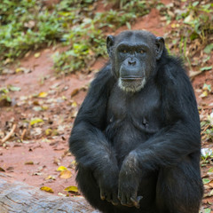 Chimpanzee animal relaxing