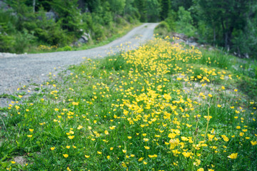 Obraz premium Rural road with fields of canola