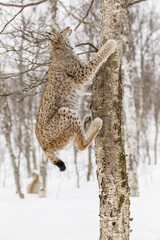 Lince boreal