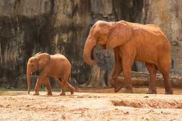 Africa elephant ,Mam and baby live