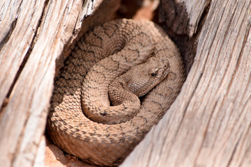 Midget Faded Rattlesnake in the wilds, Colorado