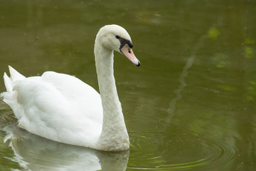 White swan floating..