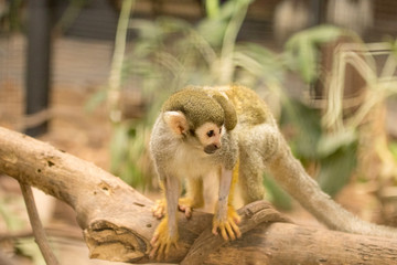 Squirrel Monkey and baby