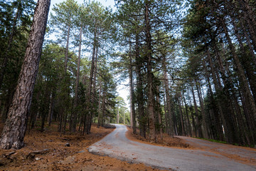 Empty road passing through the forest