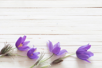 Pasque flowers on white wooden background