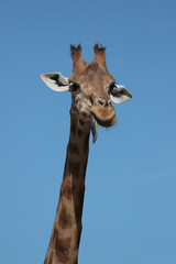 Girafe