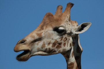 Girafe