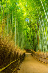 Beautiful Bamboo forest in Arashiyama at Kyoto