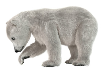 3D Rendering Polar Bear Cub on White © photosvac