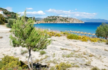 Tolo / Greece - Tree on the beach