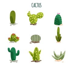 Cactus Collection