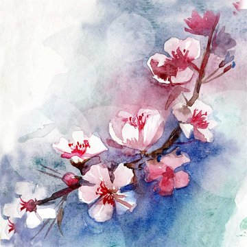 Watercolor cherry blossoms background