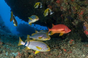 All fish, All brothers.